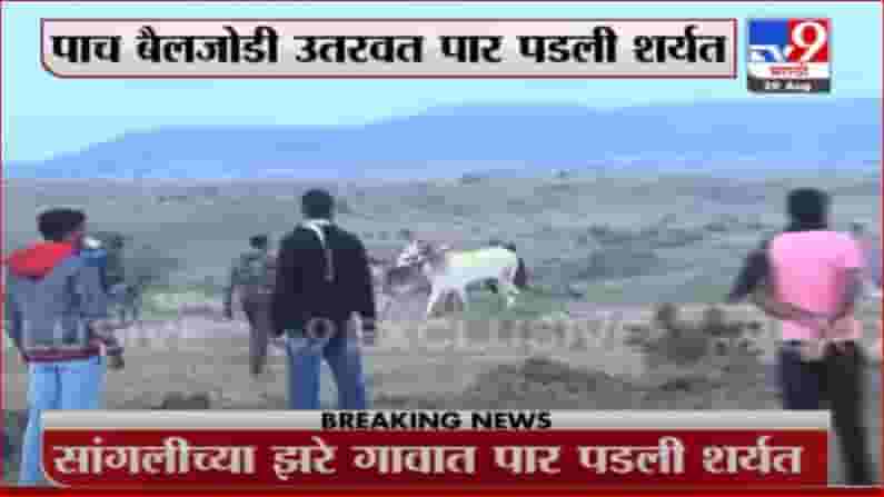 Bullock Cart Race | पोलिसांना गुंगारा देत सांगलीच्या झरे गावात बैलगाडा शर्यत