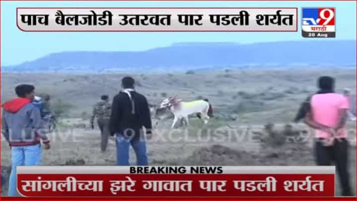 Bullock Cart Race | पोलिसांना गुंगारा देत सांगलीच्या झरे गावात बैलगाडा शर्यत Bullock Cart Race | पोलिसांना गुंगारा देत सांगलीच्या झरे गावात बैलगाडा शर्यत