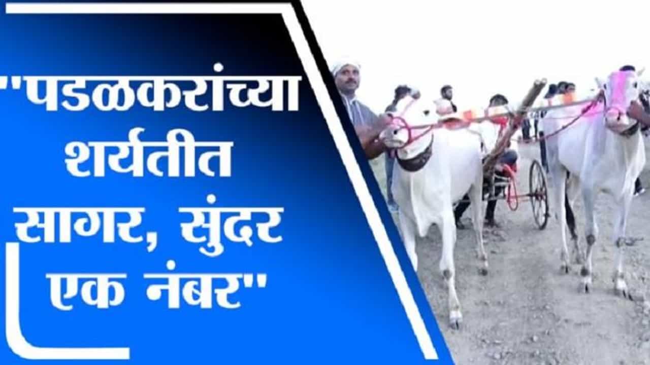 VIDEO : गोपीचंद पडळकर यांची बैलगाडा शर्यत जिंकणारी सागर-सुंदरची जोडी पाहाच!