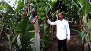 अफगाणिस्तानातील संघर्षाचा महाराष्ट्रातील शेतकऱ्यांना फटका, केळीची निर्यात थांबली, शेतकरी चिंतातूर