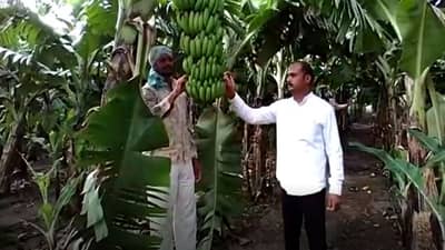 अफगाणिस्तानातील संघर्षाचा महाराष्ट्रातील शेतकऱ्यांना फटका, केळीची निर्यात थांबली, शेतकरी चिंतातूर