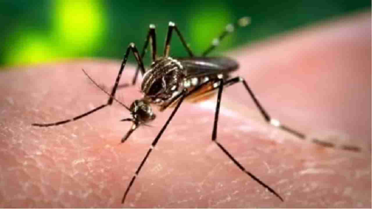 World Mosquito Day 2021: घरातून डास पळवण्यासाठी हे घरगुती उपाय नक्की करा!