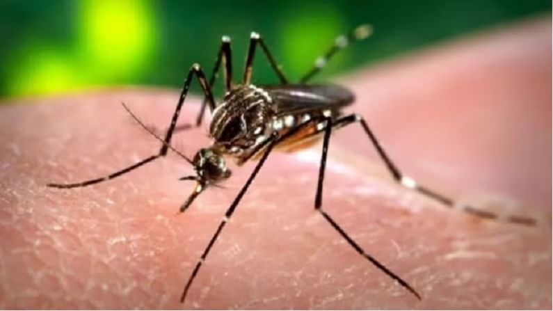 World Mosquito Day 2021: घरातून डास पळवण्यासाठी 'हे' घरगुती उपाय नक्की करा!