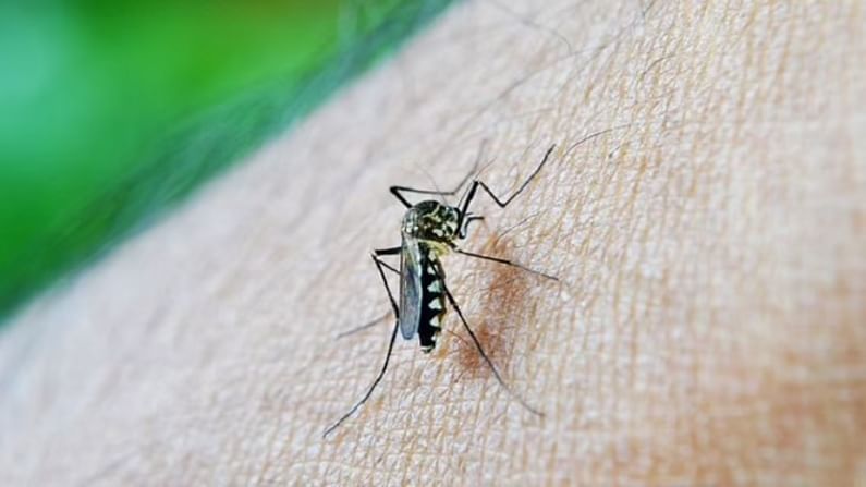 World Mosquito Day 2021 : विविध प्रकारच्या डासजन्य रोगांची आणि त्यांच्यापासून स्वतःचे रक्षण कसे कराल? जाणून घ्या महत्त्वपूर्ण माहिती...