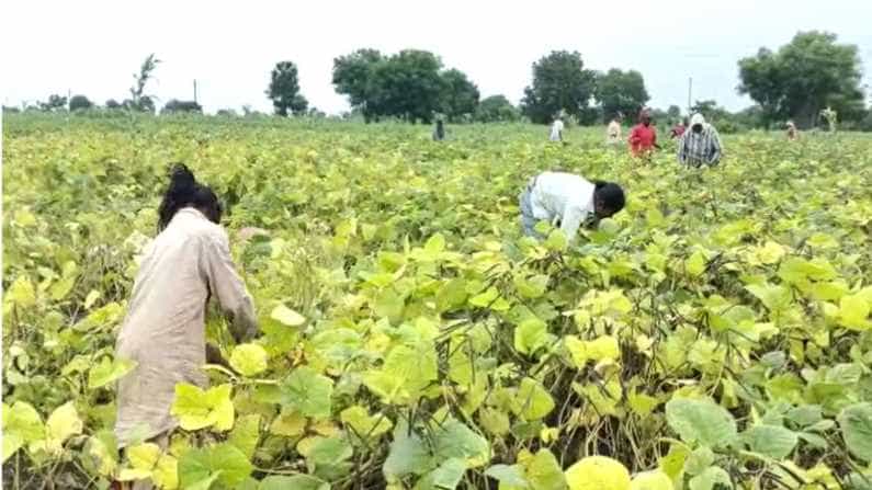 खरीप हंगामातील पहिले पीक असलेल्या मुगाच्या शेंगाची तोडणी सध्या सुरू आहे. बळीराजाच्या 'पोळा' या सणाचा खर्च भागवणारे पीक अशी मुगाच्या पिकांची पूर्वापारपासून ओळख आहे.