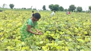 पैठणमध्ये ‘लाल चिखल’, औरंगाबादमध्ये शेतमालाला मातीमोल दर,  शेतकऱ्यांची परवड सुरुच