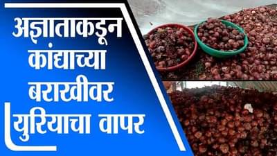 धक्कादायक, कांद्यावर यूरिया फेकत 450 पिशव्यांचं नुकसान; शेतकऱ्याचं साडे तीन लाखांचं नुकसान