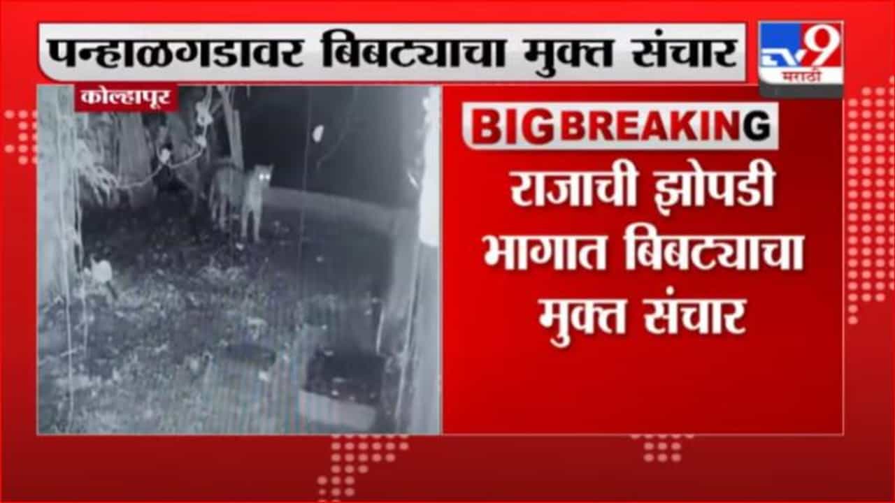 Panhala Fort | कोल्हापुरच्या पन्हाळगडावर बिबट्याची दहशत, बिबट्या सीसीटीव्हीत कैद