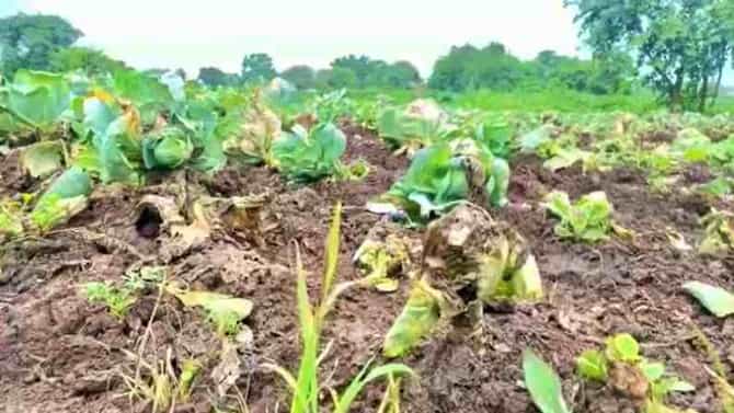 फ्लावर-कोबी करताय, मग सावधान, या कंपनीचं बियाणं बोगस असल्याचा गंभीर आरोप