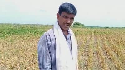 बीडवर दुष्काळाचं सावट, सोयाबीन करपू लागलं; पीक विमा कधी मिळणार? कर्जमाफी द्या, शेतकऱ्यांची मागणी