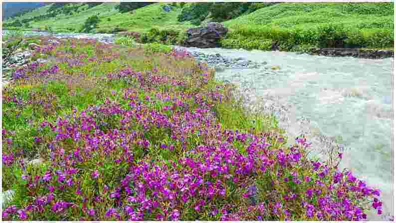 कास पठार : या पठारावर फुलांच्या 850 पेक्षा जास्त प्रजाती आढळतात. यामध्ये ऑर्किडची फुले, टूथब्रश ऑर्किड्स, इंडियन अॅरोरूट, दीपकाडी फ्लॉवर, ट्रॉपिकल ट्रंक, वाई-तुरा आणि इतर अनेक प्रजातींचा समावेश आहे. येथे कासा फुले मिळतात, जी येथे आढळणारी सर्वात सामान्य प्रजाती आहे.