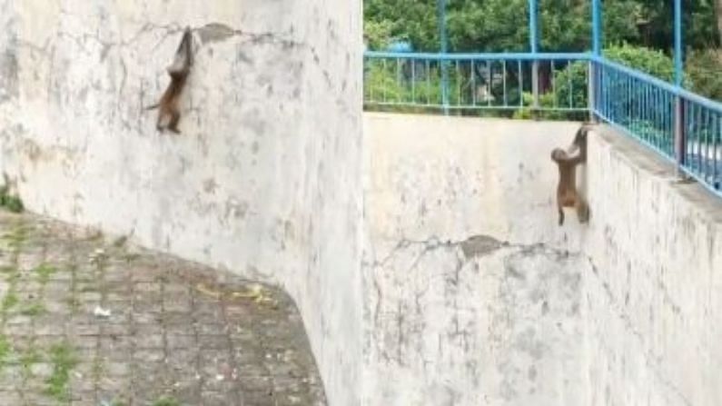Video | याला माकड म्हणावे की स्पायडरमॅन ? भिंतीवर चढताना नेमकं काय केलं ते एकदा पाहाच !