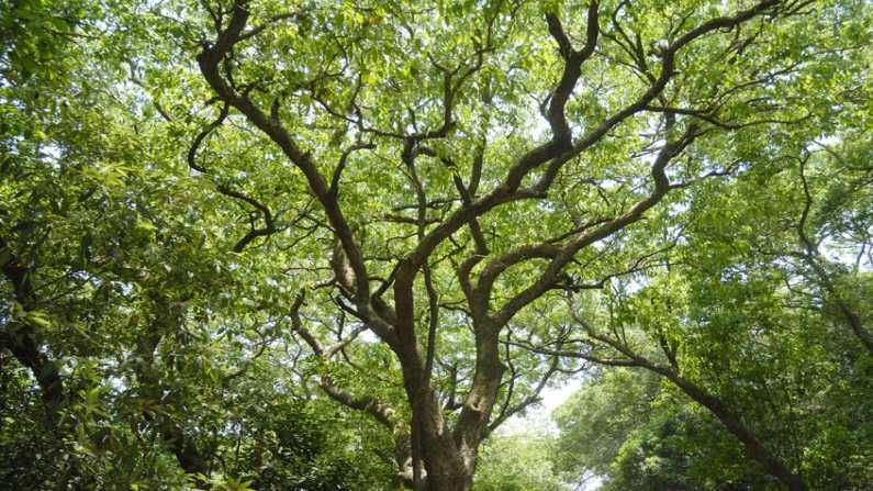 आनंदाची बातमी! पाच वर्षांमध्ये पुण्यातील झाडांची संख्या 8.5 लाखांनी वाढली
