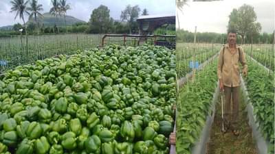 ढबू घ्या ढबू.... फुकट घ्या ढबू,  ट्रॉलीभर ढबू 17 मिनिटात फस्त; सांगलीत नेमंक काय घडलं?