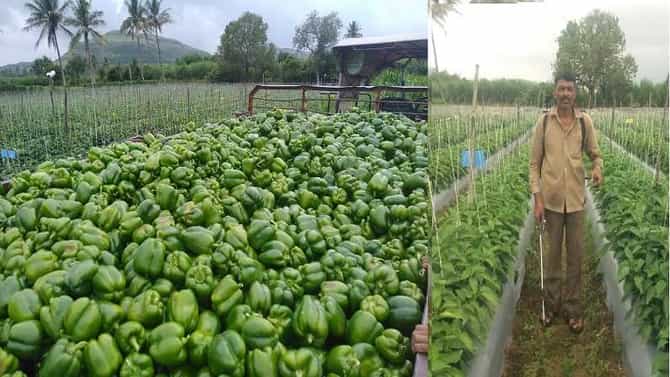 ढबू घ्या ढबू.... फुकट घ्या ढबू, ट्रॉलीभर ढबू 17 मिनिटात फस्त; सांगलीत नेमंक काय घडलं?