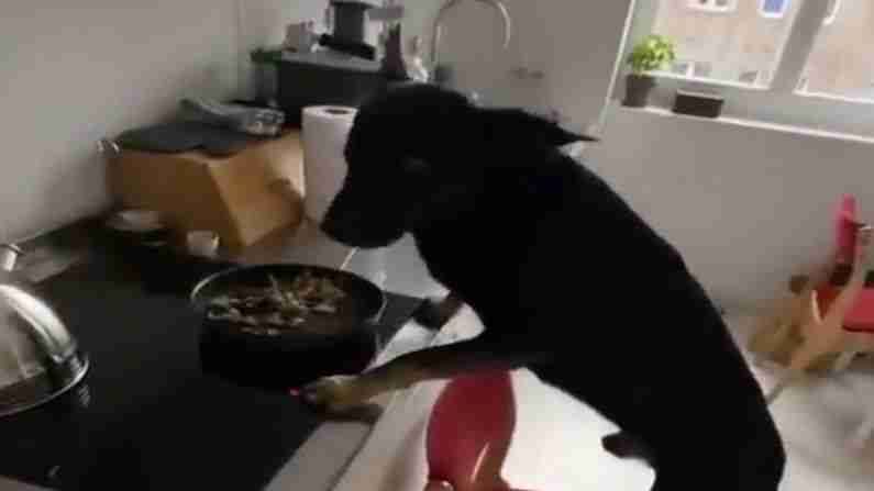 VIDEO | डॉगीने किचनमधून जेवण चोरण्यासाठी लढवली भन्नाट शक्कल; तुम्हीही व्हिडीओ पाहून थक्क व्हाल