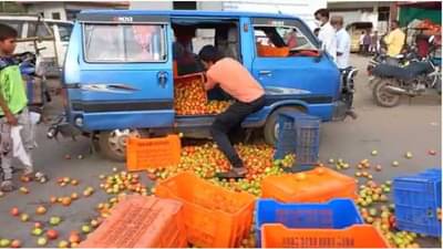 कृषीमंत्र्यांच्या जिल्ह्यात टोमॅटोचा लाल चिखल, किलोला एक ते दीड रुपया दर, शेतकऱ्यांची परवड सुरुच
