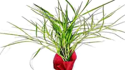 Durva ke upay : जीवनाशी संबंधित सर्व समस्या दूर करेल दुर्वा, जाणून घ्या याचे खात्रीशीर उपाय