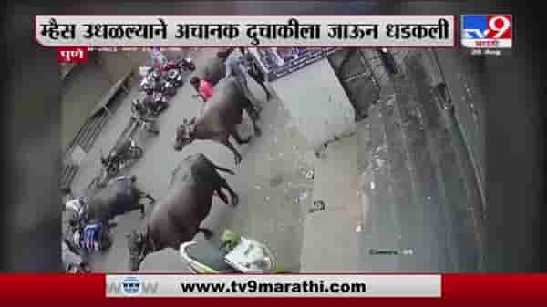 Pune | पुण्यात एका दुचाकीस्वाराला म्हशीची धडक, पती-पत्नी जखमी, तीन जणांना अटक