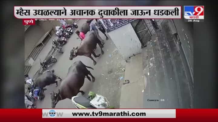 Pune | पुण्यात एका दुचाकीस्वाराला म्हशीची धडक, पती-पत्नी जखमी, तीन जणांना अटक Pune | पुण्यात एका दुचाकीस्वाराला म्हशीची धडक, पती-पत्नी जखमी, तीन जणांना अटक