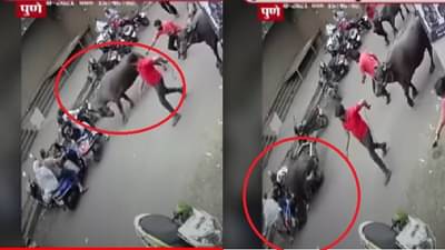CCTV | म्हैस उधळून दुचाकीला धडकली, पुण्यात दाम्पत्य जखमी, तिघांना अटक