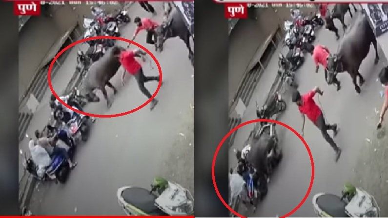 CCTV | म्हैस उधळून दुचाकीला धडकली, पुण्यात दाम्पत्य जखमी, तिघांना अटक