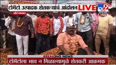 टोमॅटो उत्पादकांच्या अडचणी वाढल्या, दर पडले, खर्चही निघेना, नाशिक ते औरंगाबाद शेतकऱ्यांचा संताप