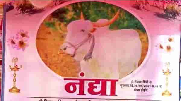 शेतकऱ्यांची कृतज्ञता, पुण्यात बैलाच्या मृत्यूनंतर माणसाप्रमाणे दशक्रिया विधी तेरावा
