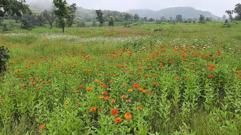 सातारा जिल्ह्यातील कांस पठारावरील नयनरम्य फुलांचे ताटवे आजवर अनेक पर्यटनप्रेमींनी डोळ्यांत साठवले असतील. पण आता हे नेत्रसुख आपल्या मराठवाड्यातही अनुभवता येणार आहे. औरंगाबाद जिल्ह्यात चार ठिकाणी अशा प्रकारचे प्रयोग केले जात आहे. कन्नड तालुक्यातील गौताळ्याजवळ 12 हेक्टर, सारोळ्याजवळ 12 हेक्टर, खडीपिंपळगाव (ता. खुलताबाद) येथे साडे तीन हेक्टर तर अजिंठा व्ह्यू पॉइंटजवळ दोन हेक्टरवर हे झकास पठार फुलवण्याचे काम सुरु आहे. 