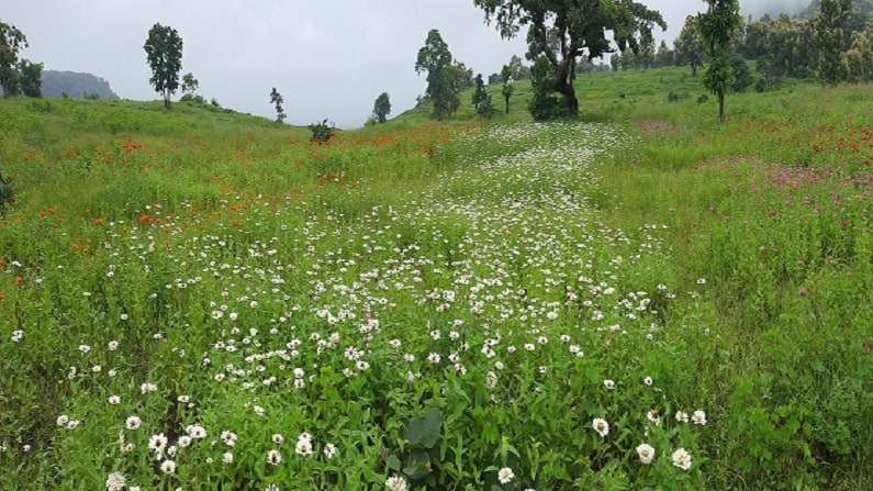 जिल्हा परिषदेचे तत्कालीन मुख्य कार्यकारी अधिकारी डॉ. मंगेश गोंदावले यांच्या कल्पनेतून हा प्रकल्प आकार घेत आहे. तीन महिन्यांपूर्वी उन्हाळ्यात गौताळ्यातील 12 हेक्टरवर विविध प्रकारच्या 40 वनस्पतींची बियाणे टाकण्यात आले होते. त्यात पांढरा, जांभळा, गुलाबी,लाल, पिलळा, नारंगी अशा सहा रंगांच्या झिनिया जातीच्या फुलझाडांचाही समावेश होता. आता या झाडांना चांगलाच बहार आला आहे. पुढील पाच वर्षात हा प्रकल्प पूर्णत्वास येईल, असे गोंदवले यांनी सांगितले.