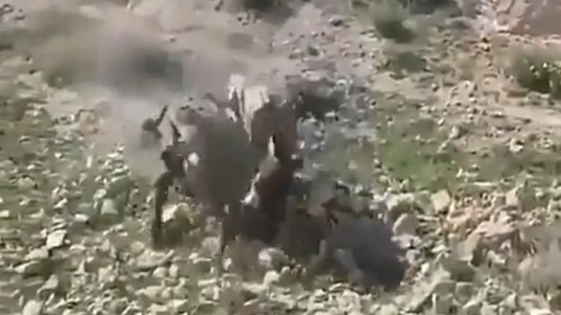 VIDEO: तोल गेला अन् गाढव टेकडीवरून घसरलं, दगडांवरुन ठेचकाळत खाली आलं, पण क्षणात उभं राहून चालायला लागलं