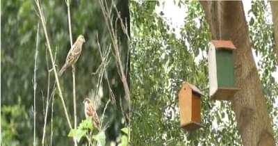 हिंजवडीतली सोसायटी बनली शेकडो पक्ष्यांचं घर, पक्ष्यांसाठी ज्वारी-बाजरीची शेती, फळांचीही लागवड