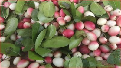 जळगावातील शेतकऱ्याची कमाल, दुष्काळाशी दोन हात, करवंदाच्या शेतीतून कमावले लाखो रुपये