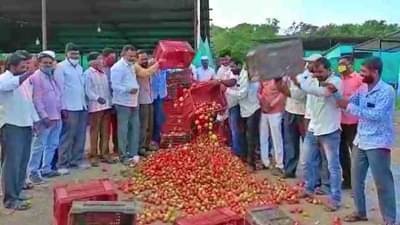 शेतकरी अडचणीत, तातडीनं एकरी 50 हजार अनुदान द्या, किसान सभा टोमॅटो दर प्रश्नावर आक्रमक