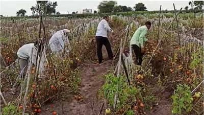 टोमॅटो उत्पादकांची परवड सुरुच, सांगली सोलापुरात टोमॅटो रस्त्यावर फेकले; येवल्यात शेतात मेंढ्या सोडत संताप