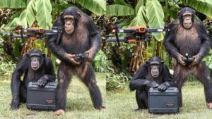 Video | नावाला चिंपाझी पण काम माणसाचं, हवेत उडवतायत चक्क ड्रोन, व्हिडीओ व्हायरल !