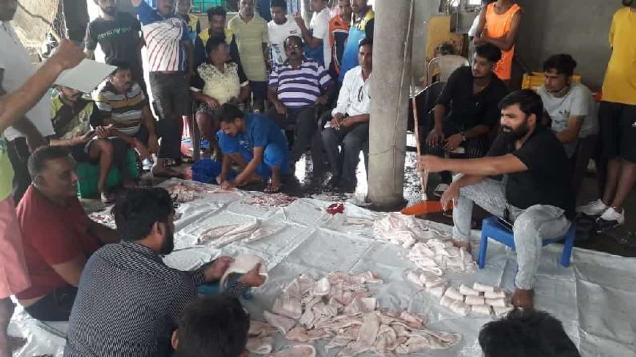 पालघरच्या मच्छीमारांनी जाळं टाकलं, 157 घोळ मासे हाती लागल्यानं नशीब पालटलं, सव्वा कोटींची कमाई