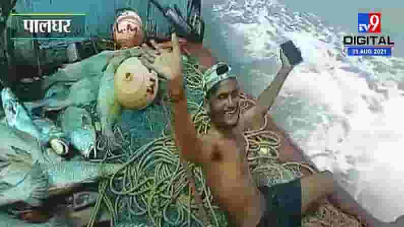 Palghar | मच्छीमारांनी जाळं टाकलं, 157 घोळ मासे हाती लागल्यानं नशीब पालटलं, सव्वा कोटींची कमाई