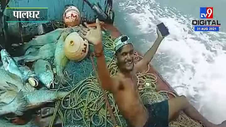 Palghar | मच्छीमारांनी जाळं टाकलं, 157 घोळ मासे हाती लागल्यानं नशीब पालटलं, सव्वा कोटींची कमाई Palghar | मच्छीमारांनी जाळं टाकलं, 157 घोळ मासे हाती लागल्यानं नशीब पालटलं, सव्वा कोटींची कमाई