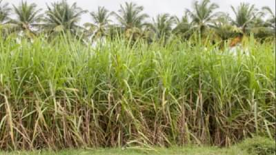 पावसामुळे शेती कामाला अन् ऊसतोडणीलाही लागले ब्रेक, कोल्हापूरात दोन दिवस ऊसाचे गाळप बंद