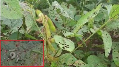 सोयाबीनवर लष्करी अळीचा प्रादुर्भाव; चंद्रपूरमध्ये शेतकऱ्यांवर मोठं संकट