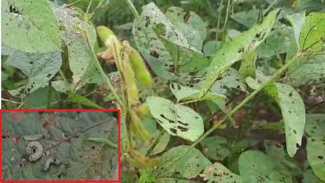 सोयाबीनवर लष्करी अळीचा प्रादुर्भाव; चंद्रपूरमध्ये शेतकऱ्यांवर मोठं संकट