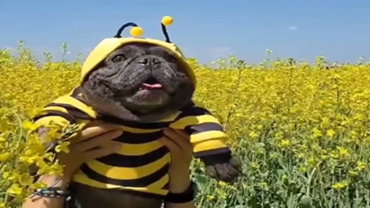 VIDEO | रंगीत कपड्यांमध्ये मधमाशीसारखा दिसतोय हा कुत्रा, हा गोंडस व्हिडीओ पाहून तुमचाही दिवस बनेल