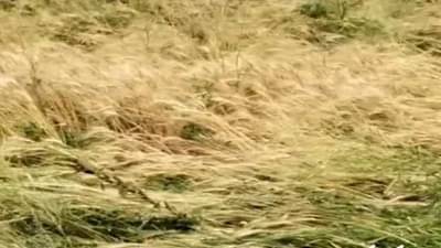 अनियमित पावसाचा खरिपाला फटका; सोयाबीनवर किडीचा प्रादुर्भाव तर उडीद पाण्यात