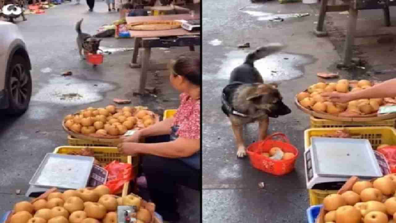 Video | कुत्रा निघाला बाजाराला, बास्केट घेऊन केली फळांची खरेदी, खास व्हिडीओ पाहाच