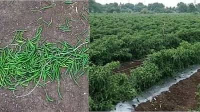 मिरची नेमकी कुणाला झोंबली? मिरचीला पीक विम्यातून वगळल्याने शेतकरी हतबल