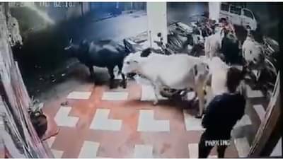 VIDEO | गायींना इंजेक्शन देऊन बेशुद्ध केलं, मग गाडीत भरलं, लोणावळ्यात पशुधन चोरीचा अनोखा प्रकार