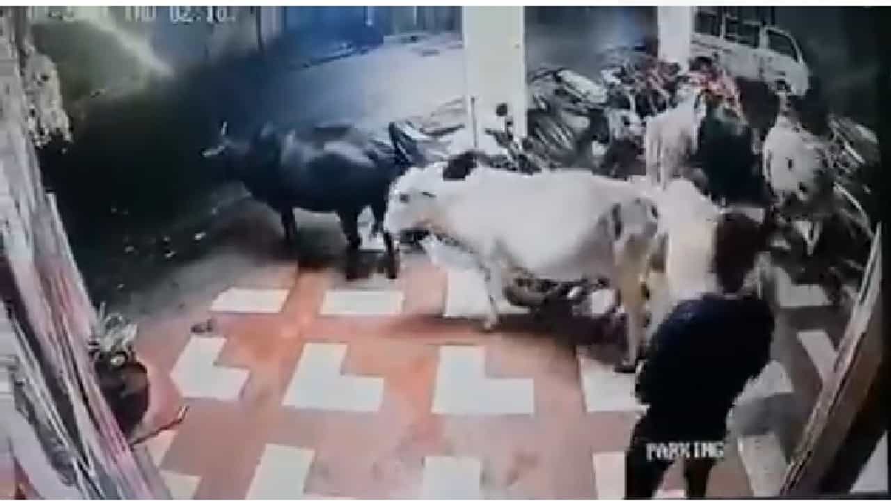 VIDEO | गायींना इंजेक्शन देऊन बेशुद्ध केलं, मग गाडीत भरलं, लोणावळ्यात पशुधन चोरीचा अनोखा प्रकार