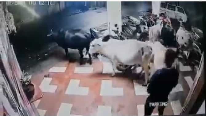 VIDEO | गायींना इंजेक्शन देऊन बेशुद्ध केलं, मग गाडीत भरलं, लोणावळ्यात पशुधन चोरीचा अनोखा प्रकार