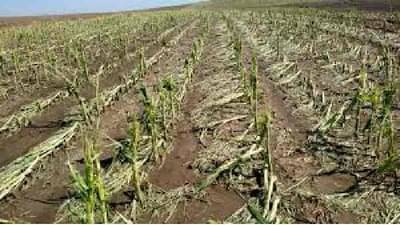 16 जिल्ह्यांमध्ये पावसाने नुकसान शासनाची मदत 15 जिल्ह्यांनाच, 6 लाख शेतकरी मदतीविनाच